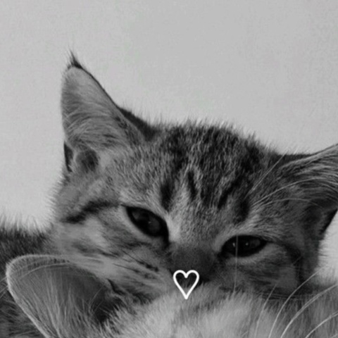 Анна Шершнёва